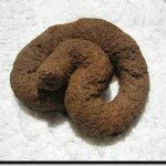 Michelle Malkin Not Actually Michelle Malkin